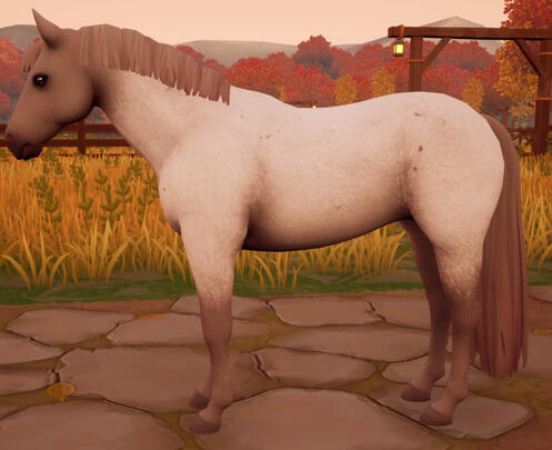 Cremello Roan