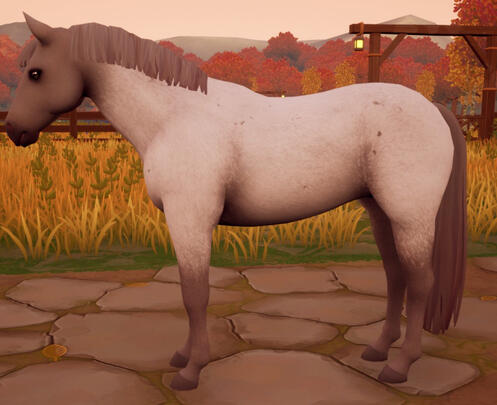 Smoky Cream Roan