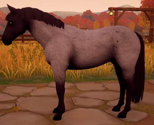 Smoky Black Roan