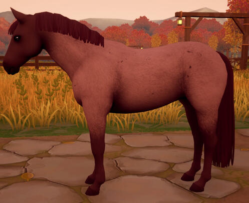 Dark Chestnut Roan