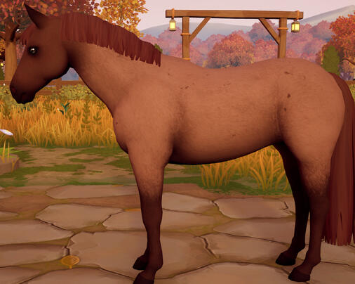 Chestnut Roan