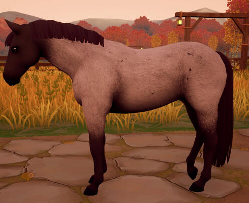 Chocolate Smoky Roan