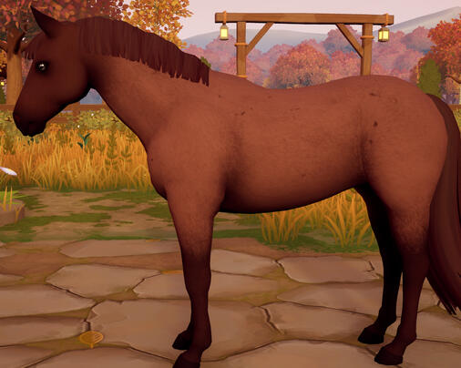 Dark Chestnut Roan