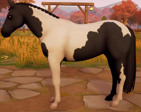 Tobiano06