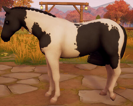 Tobiano01