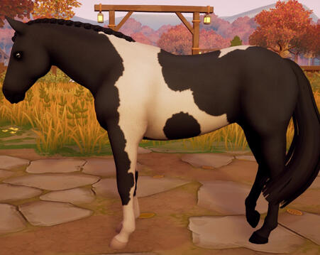 Tobiano15