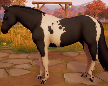 Tobiano 02