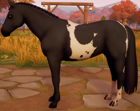Tobiano10