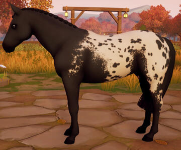 Appaloosa03