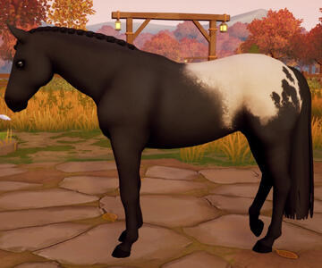 Appaloosa01
