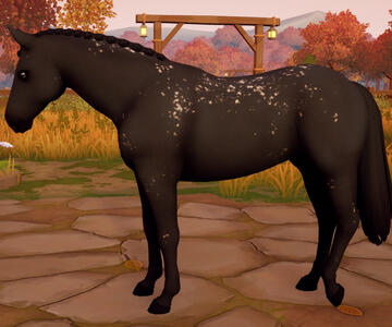 Appaloosa12