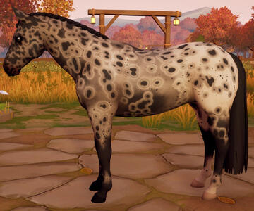 Appaloosa20