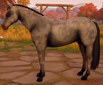 Appaloosa19