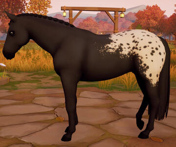 Appaloosa02