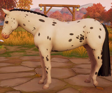 Appaloosa14