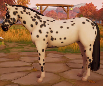 Appaloosa05