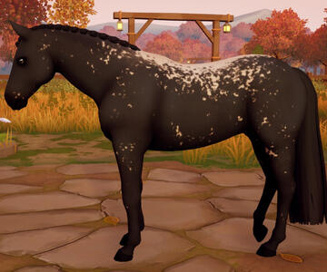 Appaloosa06