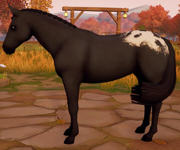 Appaloosa09