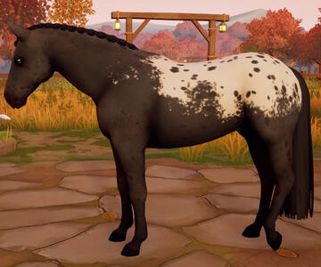 Appaloosa13
