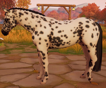 Appaloosa11