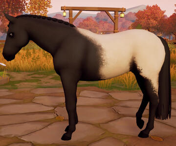 Appaloosa07