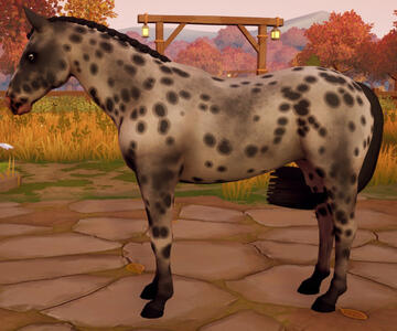 Appaloosa18