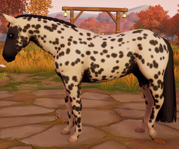 Appaloosa15