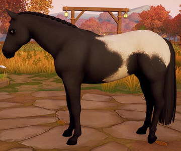 Appaloosa17