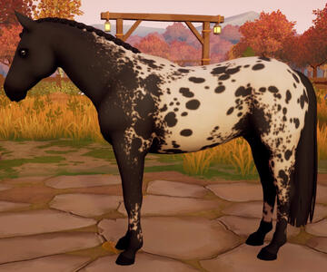 Appaloosa10