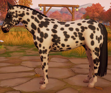 Appaloosa04