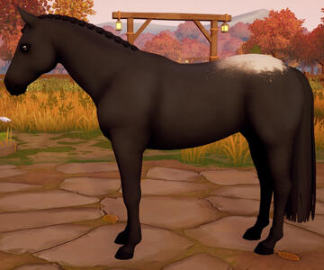 Appaloosa08