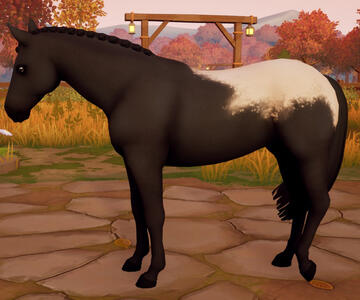 Appaloosa16